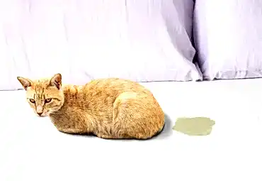 Kedi Çişi İdrarı Koltuktan Nasıl Çıkar