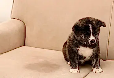 Köpek Çişi İdrarı Koltuktan Nasıl Çıkar